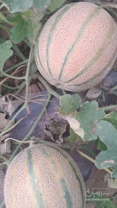 فروش طالبی جانا