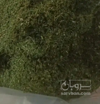 فروش شوید خشک (گیاه‌ دارویی)