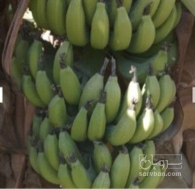 فروش موز