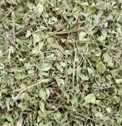 فروش آویشن خشک (گیاه‌ دارویی)