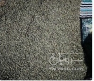 فروش مرزنجوش (گیاه‌ دارویی)