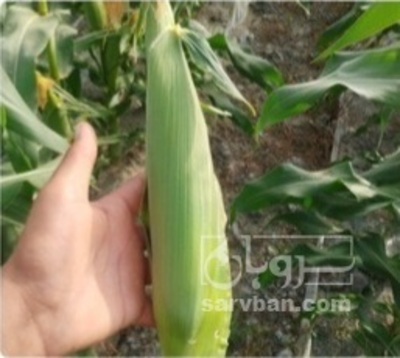 فروش ذرت