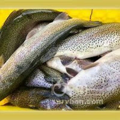 فروش ماهی قزل آلا