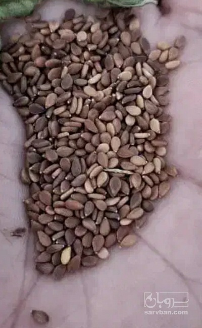 فروش کنجد