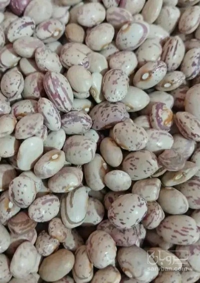 فروش لوبیا چیتی