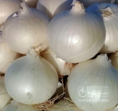 فروش پیاز سفید کله