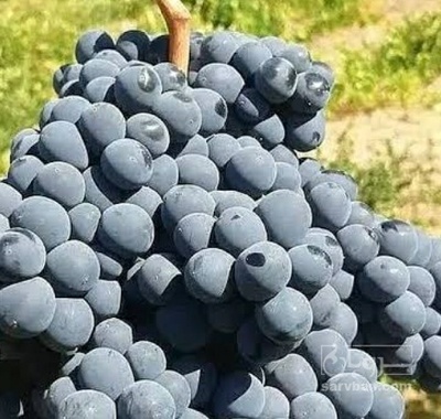 فروش انگور سباه
