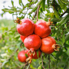 فروش انار