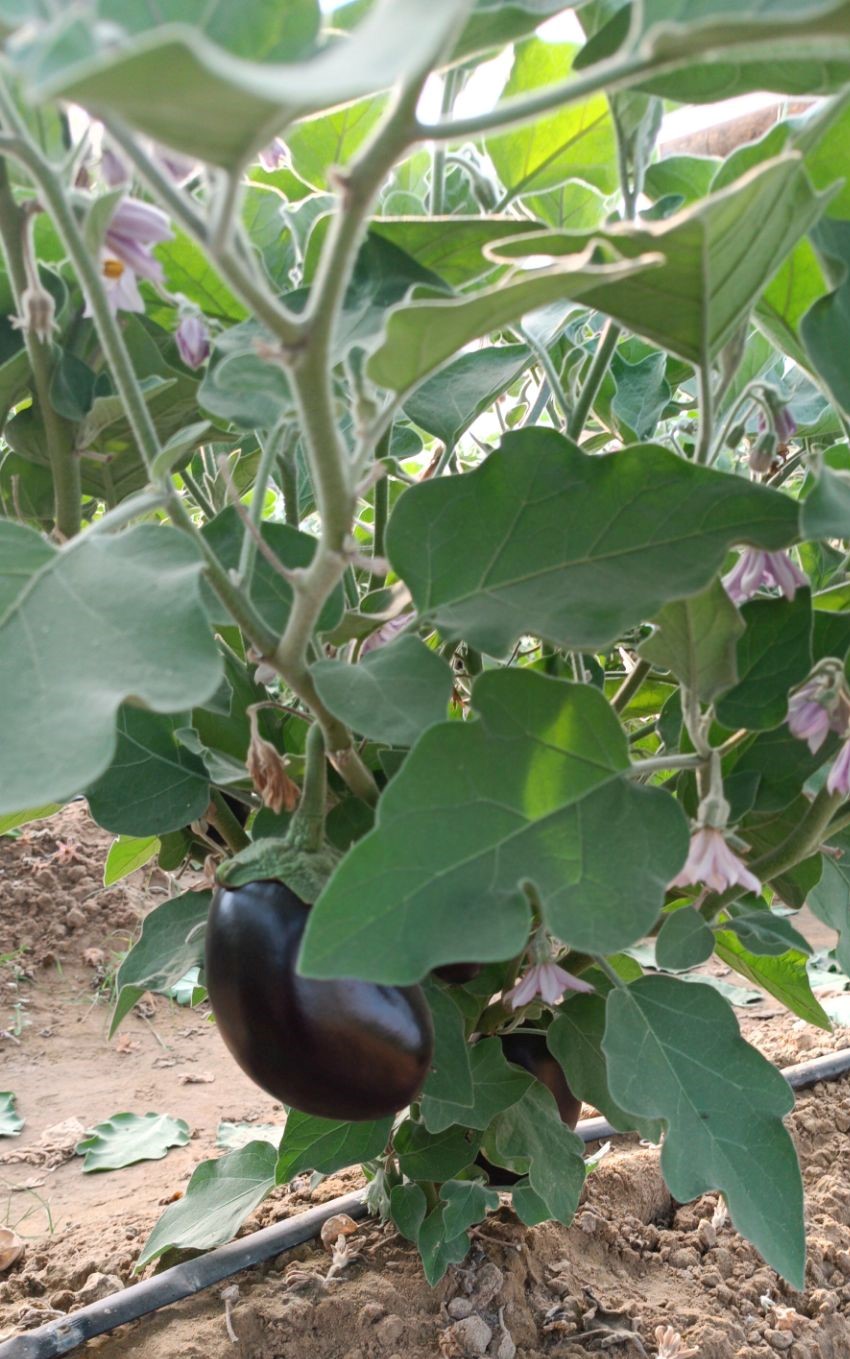 فروش بادمجان