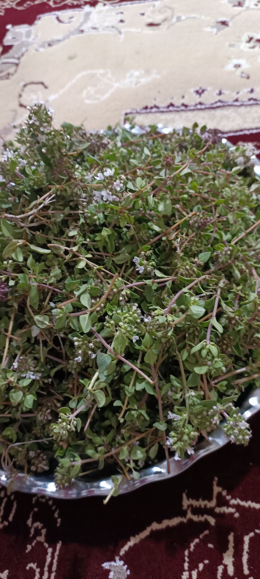 فروش کاکوتی (گیاه‌ دارویی)