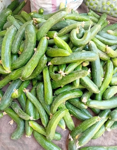 فروش خیار