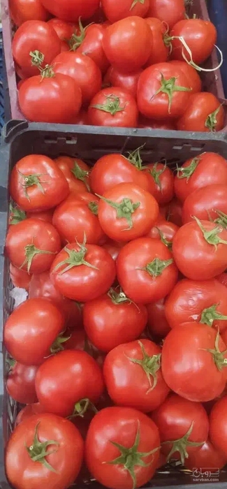 فروش گوجه فرنگی