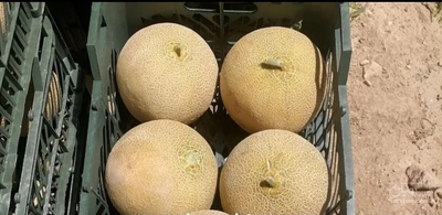فروش ملون