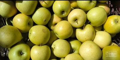 فروش سیب