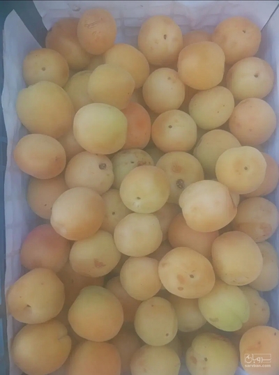 فروش زردآلو