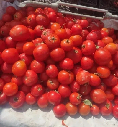 فروش گوجه فرنگی