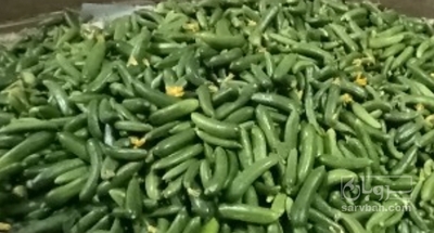 فروش خیار