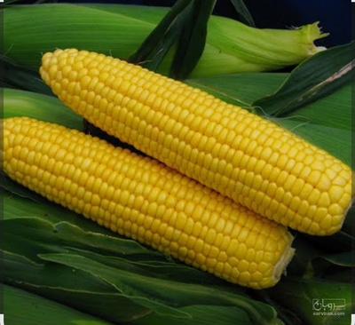 فروش ذرت دانه ای