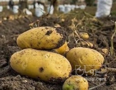 فروش سیب زمینی