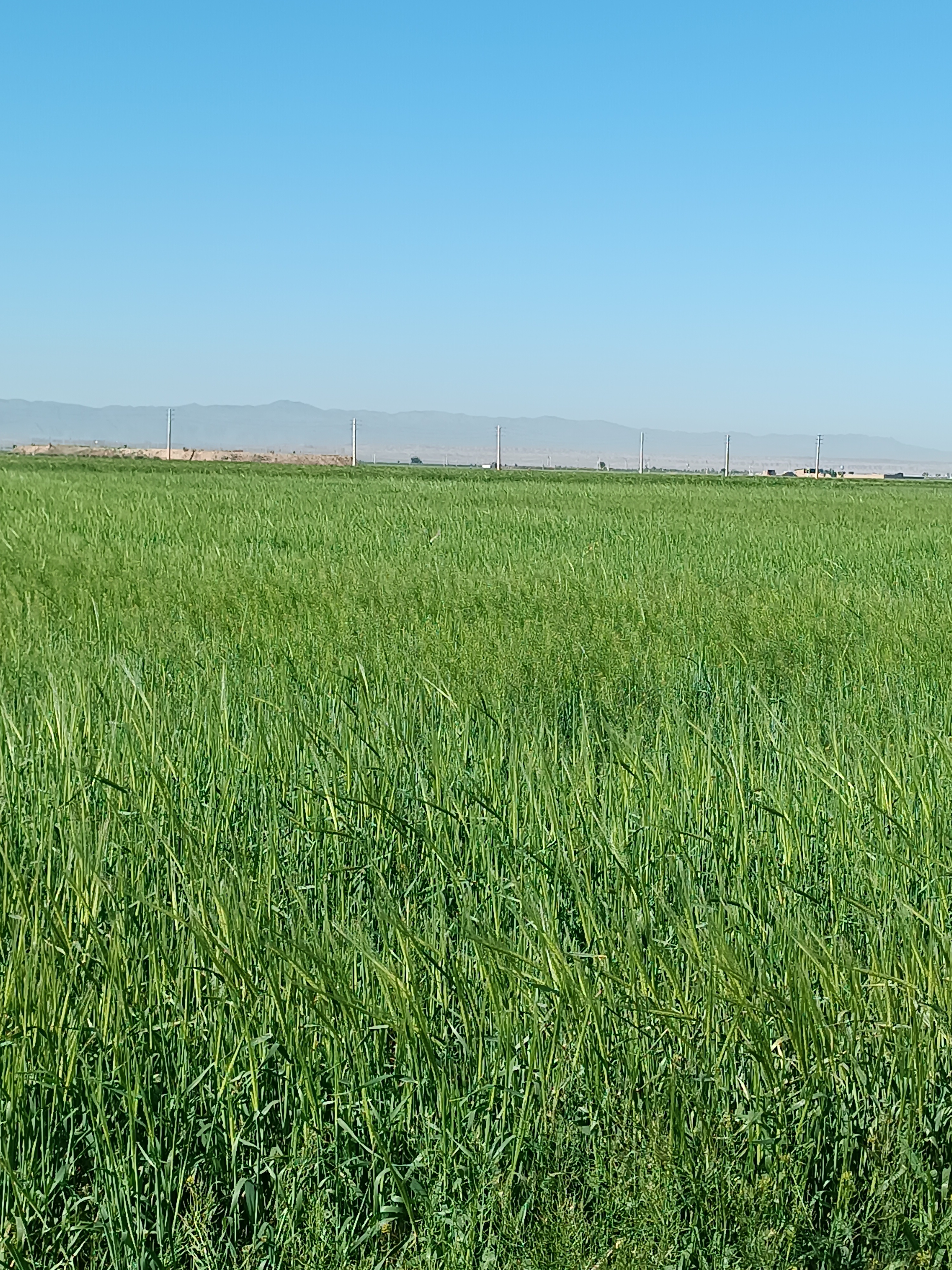 فروش خصیل جو