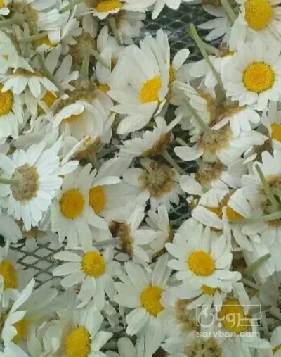 فروش بابونه (گیاه‌ دارویی)
