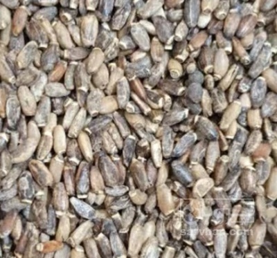 فروش بذر کنگر
