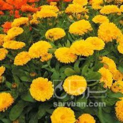 فروش گل همیشه بهار