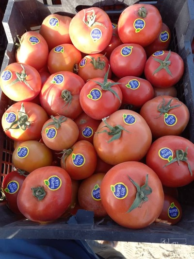 فروش گوجه فرنگی