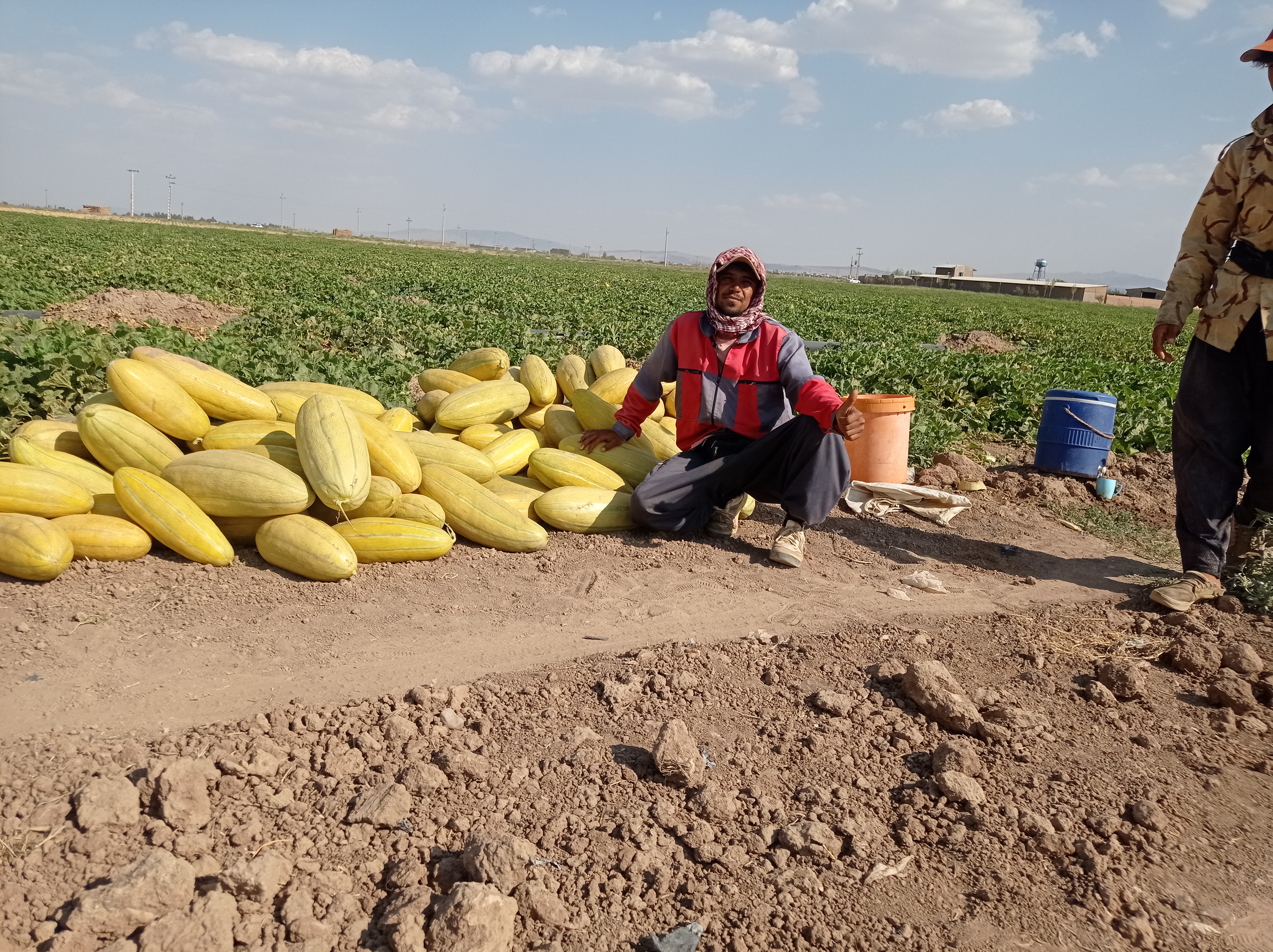 فروش خربزه