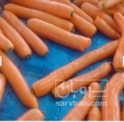 فروش هویج