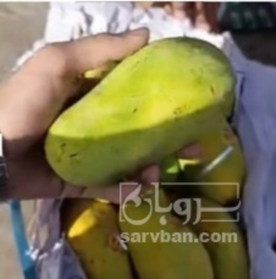 فروش انبه
