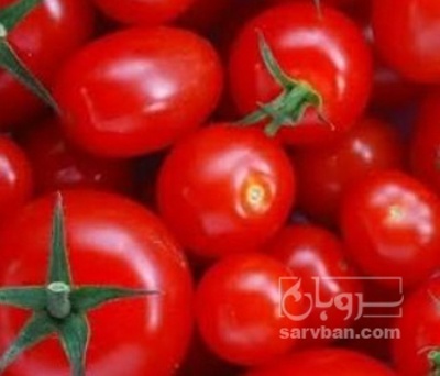 فروش گوجه فرنگی