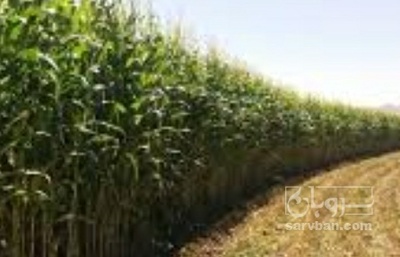 فروش ذرت مکزیکی
