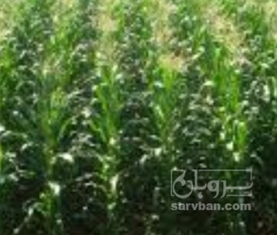 فروش ذرت علوفه ای