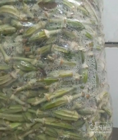 فروش بامیه