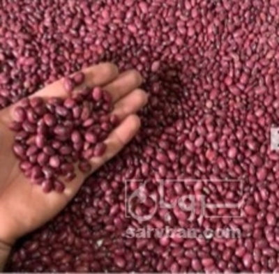 فروش لوبیا قرمز