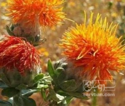 فروش گلرنگ