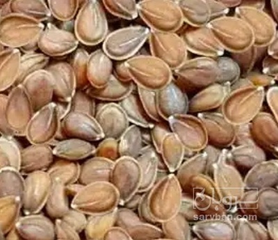 فروش قدومه (گیاه‌ دارویی)