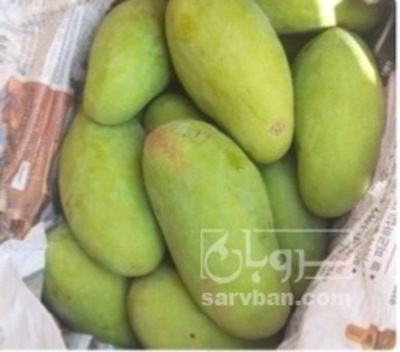 فروش انبه