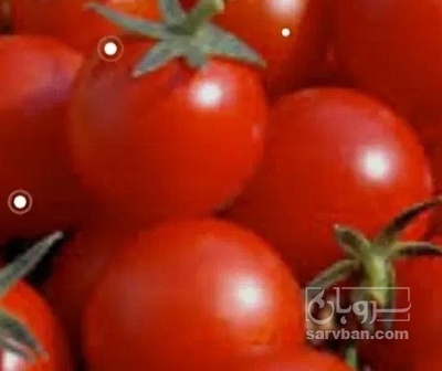 فروش گوجه فرنگی متین