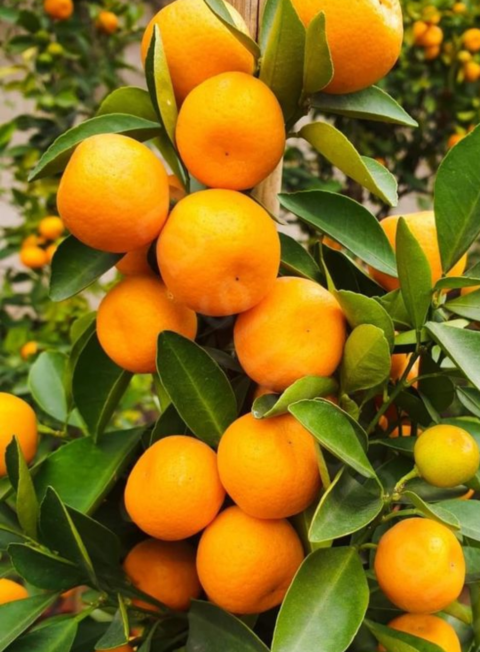 فروش نارنگی ژاپنی