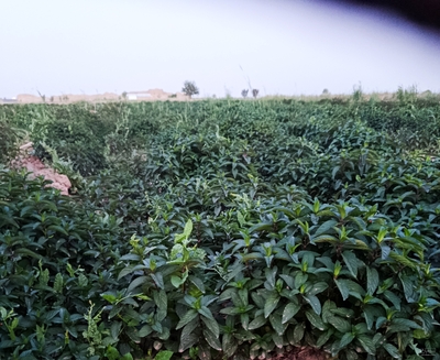فروش نعناع خشک (گیاه‌ دارویی)