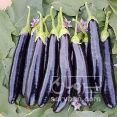 فروش بادمجان