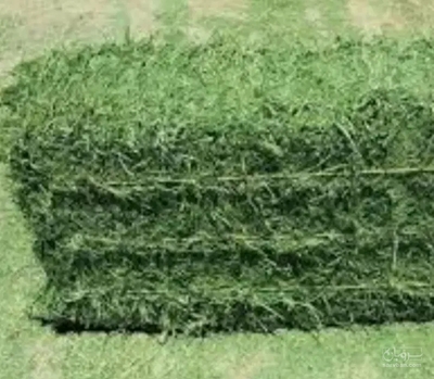 فروش یونجه