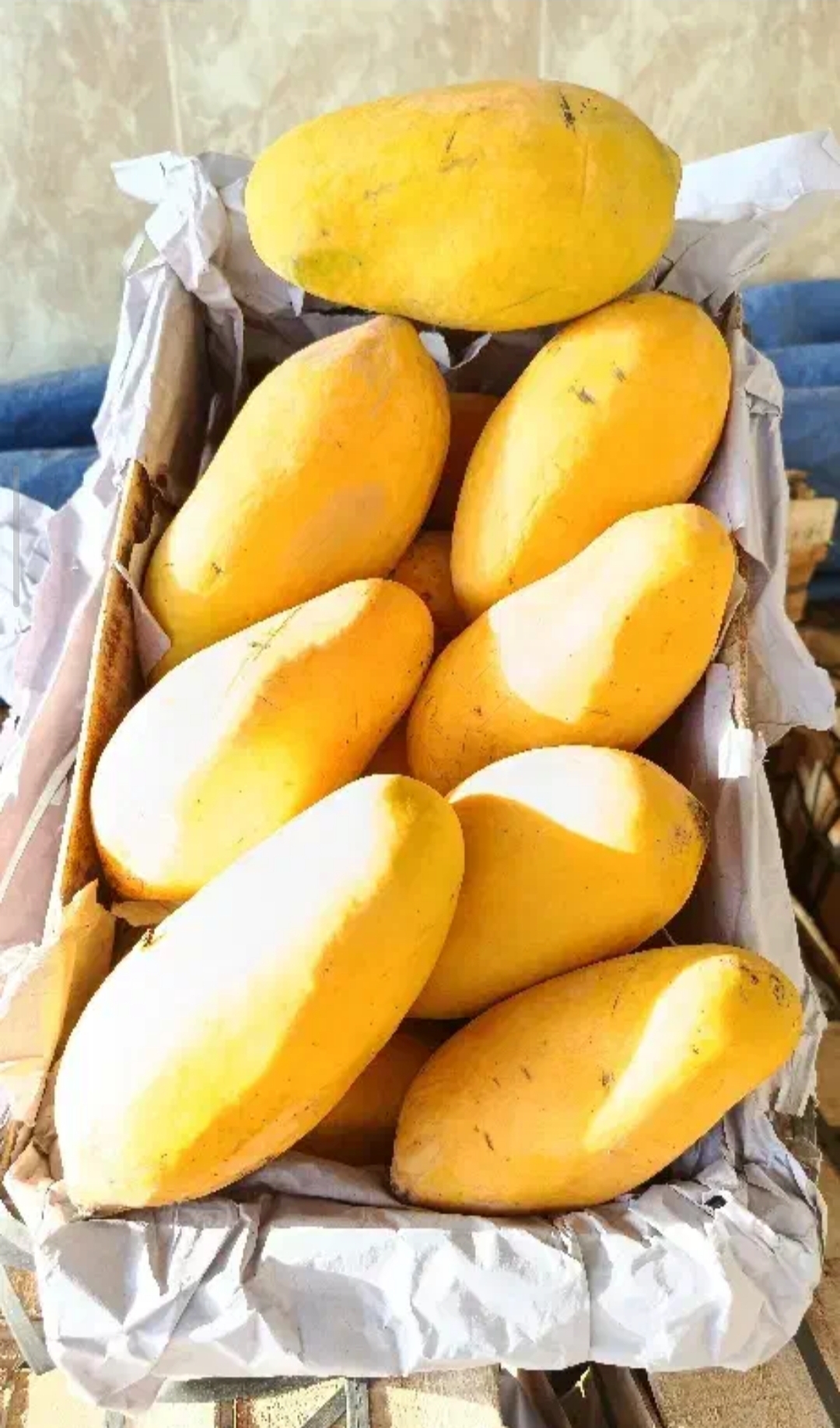 فروش انبه