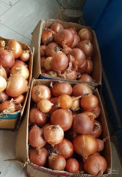 فروش پیاز