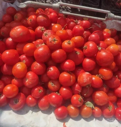 فروش گوجه فرنگی