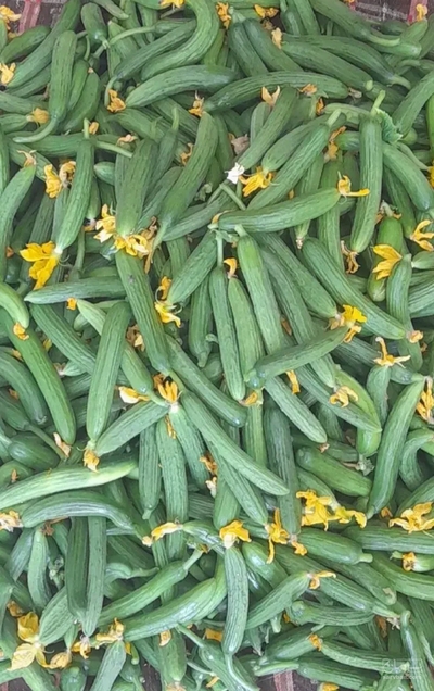 فروش خیار
