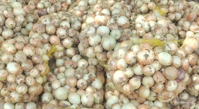 فروش پیاز