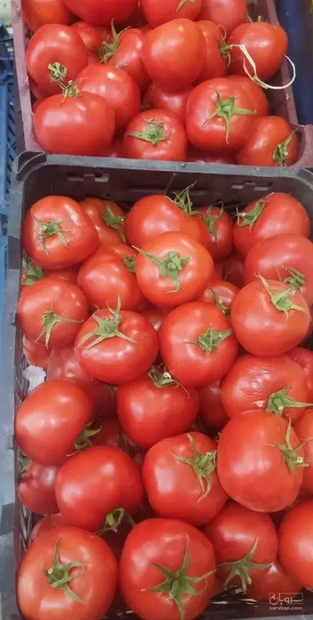 فروش گوجه فرنگی